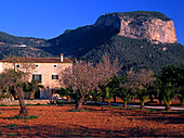 Tafelberg Soucadena, Serra Tramuntana, Mandelblüte Mallorca, Balearen, Spanien