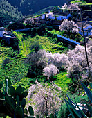 Mandelblüte, bei Artenara, Gran Canaria Kanarische Inseln