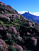 Mandelblüte, Roque Nublo, Gran Canaria Kanarische Inseln