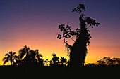 Silhouettes of trees at sunset, Misiones, Argentina, South America, America