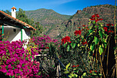 Bougainvillea, Casa de la Marquésa, Tirma Artenara, Gran Canaria, Canary Islands, Spain