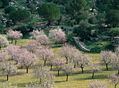 Almond trees in blossom, Serra de Tramuntana, Mallorca, Spain