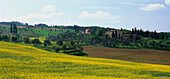 Country house and Rapefield, b. Torrita di Siena, Tuscany, Italy