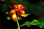 Close up of ripe coffee berries in the sunlight, Oaxaca, Mexico, Central America, America