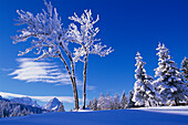 Snow covered landscape, skiing region Hausberg, Garmisch Partenkirchen, Bavaria, Germany