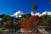 Agaete and botanical garden, Gran Canaria, Canary Islands, Spain