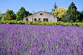 Cottage, Lavender Field, Provence, France