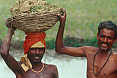 Working on a rice paddy, Varanasi, Benares Uttar Pradesh, India