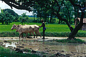 Man ploughing a rice paddy, Sitamarhi, Muzaffarpur, Bihar, India, Asia