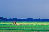 People walking through the fields, Muzaffarpur, Bihar, India, Asia