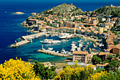 Blooming gorse, lat. Ulex, Giglio Porto, Isola del Giglio, Giglio Island, Tuscan Island, Mediterranean Sea, Tuscany, Italy