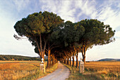 Pinienallee, Parco Naturale di Maremma, Naturschutzgebiet, Toskana, Italien