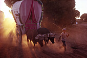 Boy leading an ox carriage, sanddust, Romería al Rocío, El Rocío, pilgrimage, Andalusia, Spain