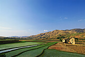 Reisanbau im Hochland, Reisfeld, Hochland, Madagaskar, Afrika