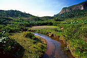 Östliches Hochland, Bananenfelder, Madagaskar