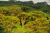 Trees at Cloud Forest Reservation, Santa Elena, Costa Rica, Central America, America