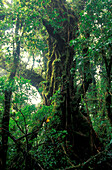 Overgrown tree at cloud forest reservation, Monteverde, Costa Rica, Central America, America