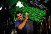 Arbeiter mit einem Bananenstaude, Bananenernte, Bananenplantage, Kanaren, Spanien