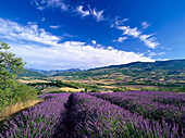Valley with lavender fields near Nyons, Drome, Provence, France