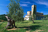 Olive Tree, Monastery Sant' Antimo, Lucca, Tuscany, Italy
