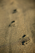Footprints, Beach Lake vaga, norway, childs footprints on beach of lake vaga, near Lom, Oppland, Norway