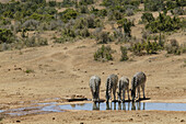 Burchells zebras, Addo Elephant Park, Eastern Cape, South Africa
