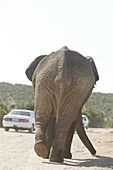 Afrikanischer Elefant auf Straße mit Autos, Addo Elefantenpark, Ostkap, Südafrika