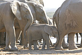 Afrikanische Elefantenherde, Addo Elephant Park, Eastern Cape, South Africa, Afrika