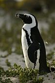 African penguin, boulder beach near Simons Town, Western Cape, South Africa
