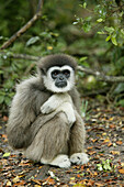 Gibbon in Monkeyland Monkey park, in der Nähe von Plettenberg, Garden Route, Westkap, Südafrika, Afrika