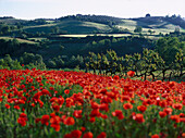 View over a poppy seed field to a vineyard, Chianti, Tuscany, Italy