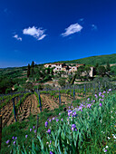 Irises on a field, Chianti, Tuscany, Italy
