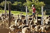 Farm Arbeiter im Straussengehege, in der Nähe von Oudtshoorn, Westkap, Südafrika, Afrika