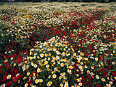 Flower Meadow, Benissalem Majorca, Spain