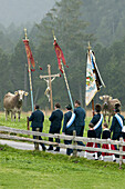 Kühe bestaunen Bruderweihe an der Wieskirche, Steingaden, Bayern, Deutschland