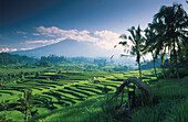 Rice terraces near Pujung, Bali, Indonesia