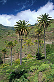 Palmen bei Lo del Gato, La Gomera Kanarische Inseln