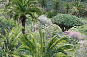 Drachenbaum von Agalan, bei Alajero´-Mandelbluete La Gomera, Kanarische Inseln
