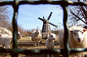 Unexpected city view, sheeps and windmill in Berlin Britz, Berlin, Germany