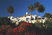 Agaete, Botanischer Garten, Gran Canaria, Canary Islands, Spain