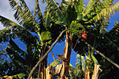 Bananenpflanze Musa acuminata, , Fruchtrispe, Puerto Naos La Palma, Kanarische Inseln