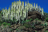 Kandelaberwolfsmilch, Euphorbia Canariensis Gran Canaria, Kanarische Inseln