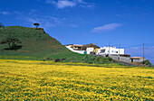 Frühlingswiese b. Valle de Guerra, Teneriffa Kanarische Inseln, Spanien