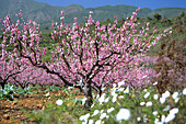 Kirschblüte bei Arafo, Teneriffa, Kanarische Inseln, Spanien, Europa