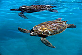 Wasserschildkröten-Farm, Gran Cayman Cayman Island, Karibik