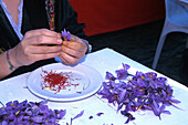 Woman picking saffron, Festival for the Saffron Rose, Consuegra, Province Toledo, Castilla-La Mancha, Spain