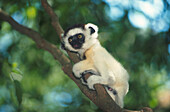 Lemure auf Ast, Berenty, Madagaskar STUeRTZ S.72re.u.