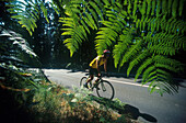 Radfahrer, Hirschhorner Hoehe, Odenwald Deutschland