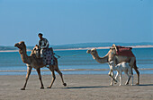 Kamelführer am Strand, Essaouira, Marokko, Afrika