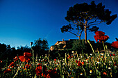Blumenwiese und Baum, Murlo, Toskana Italien